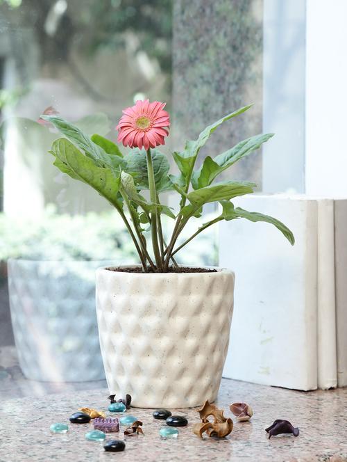 unravel india hand crafted studio pottery stoneware planter (1 piece) - 10303258 - Very Small Image - 1