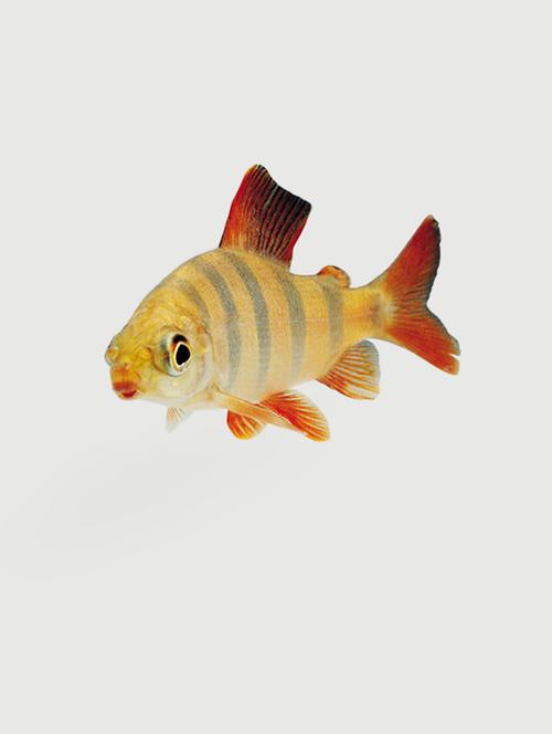 impression wall fish wall sticker - 13600938 - Very Small Image - 1
