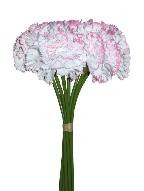 loxiaa artificial carnation 8 flowers bunch - 13977658 - Very Small Image - 1