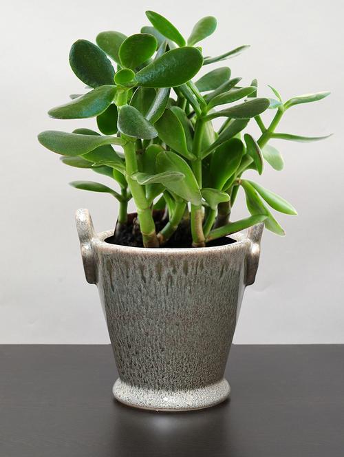 studio design ceramic hanging planter - 15325695 - Very Small Image - 1
