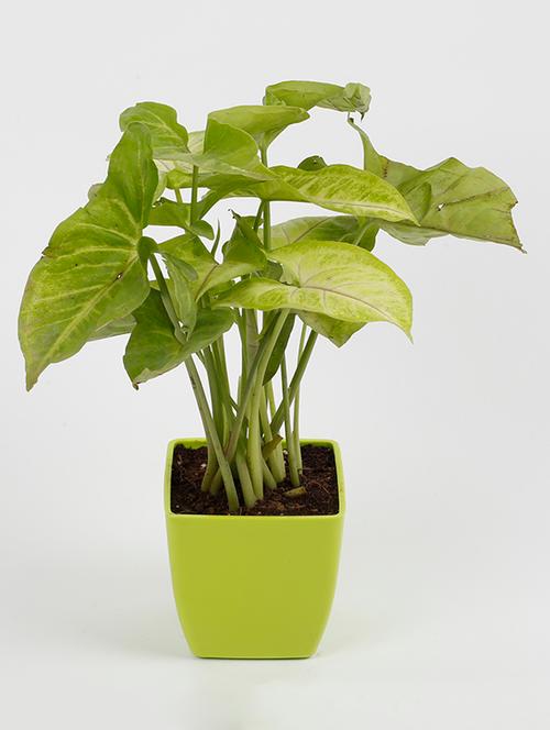 syngonium yellowish green plant - 15539733 - Very Small Image - 1