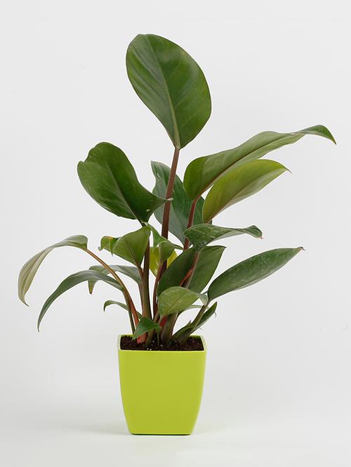 philodendron plant red - 15539735 - Very Small Image - 1