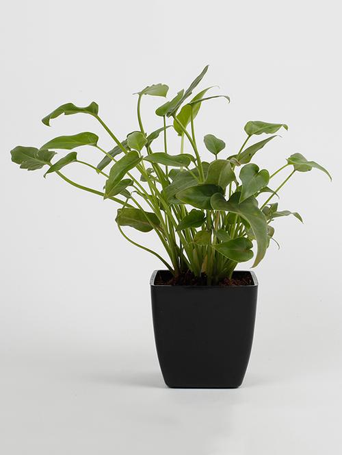 xanadu green plant - 15539737 - Very Small Image - 1
