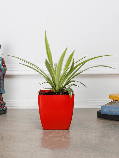 spider plant - 15539738 - Very Small Image - 1