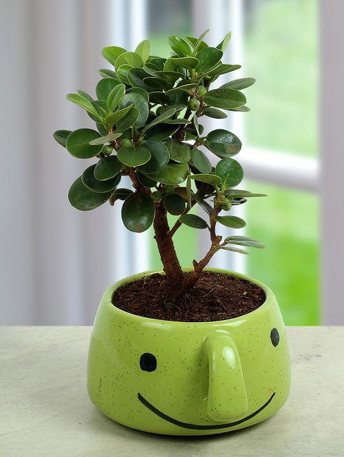 ficus dwarf in smiley vase - 15546521 - Very Small Image - 1