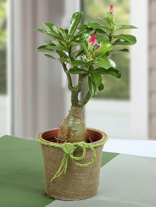 desert rose beautiful plant - 15546525 - Very Small Image - 1