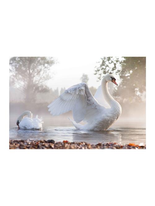 rawpockets"white bird"wall posters (paperboard,33cmx48cm) - 15732903 - Very Small Image - 1