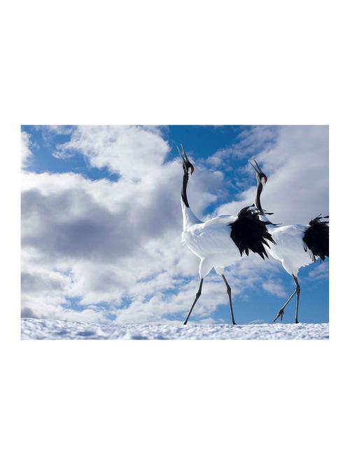 rawpockets"winter birds"wall posters (paperboard,33cmx48cm) - 15732908 - Very Small Image - 1
