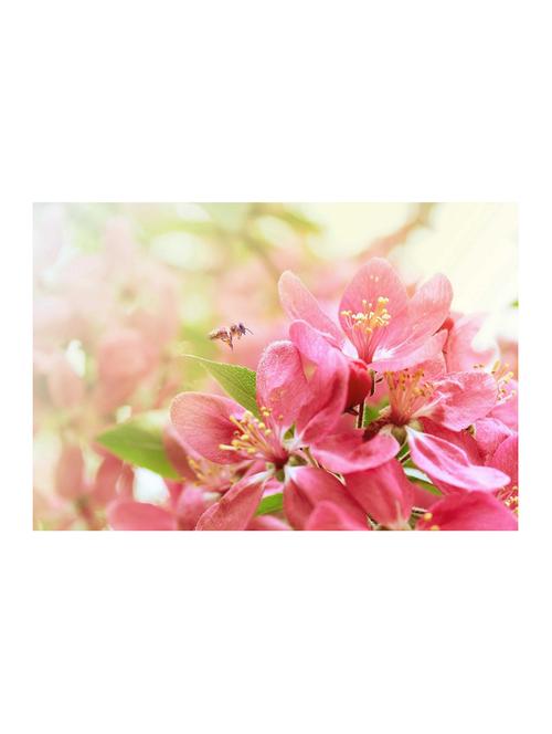 rawpockets"honey bee"wall posters (paperboard,33cmx48cm) - 15732962 - Very Small Image - 1
