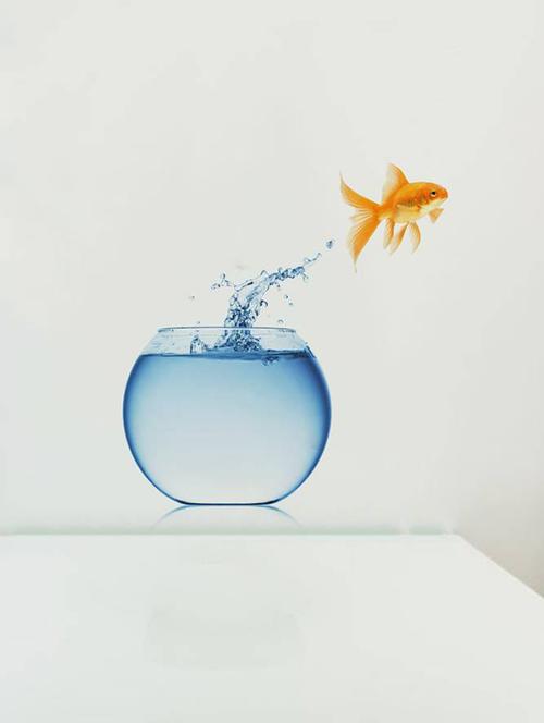 rawpockets wall decals ' living room fish jumping from pot ' wall stickers (pvc vinyl) multicolour - 15733891 - Very Small Image - 1