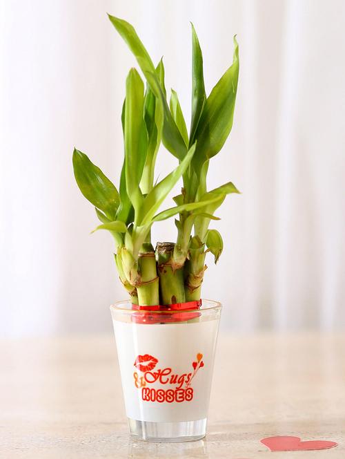 lucky bamboo in hugs & kisses printed glass vase - 15937812 - Very Small Image - 1