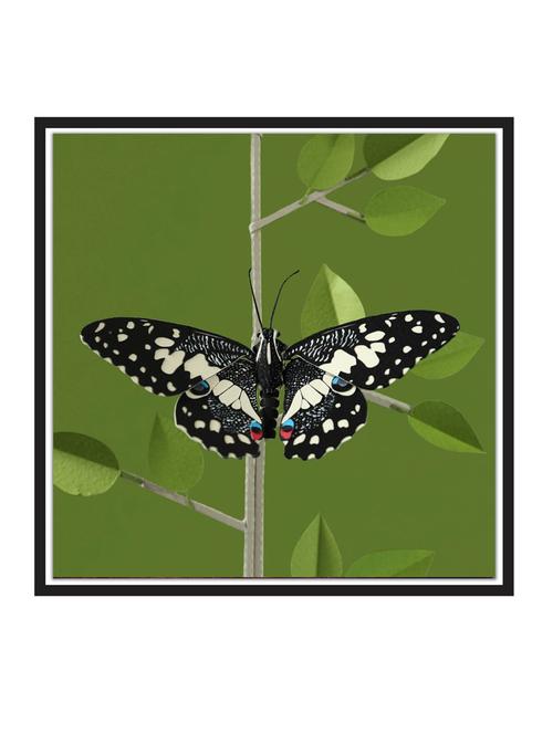 lime-butterfly paper poster / sticker paper print (12 inch x 12 inch, rolled) - 18522884 - Very Small Image - 1