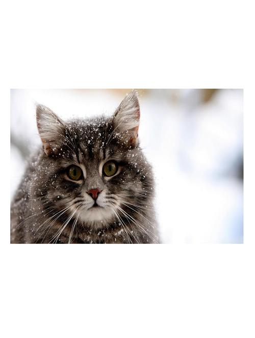 cat in snow poster - 10539781 - Very Small Image - 1