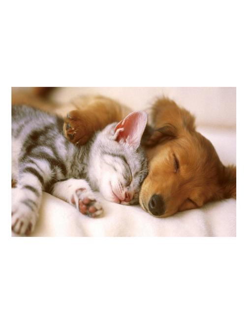 cat and dog poster - 10539879 - Very Small Image - 1