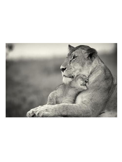 love animal poster - 10539936 - Very Small Image - 1