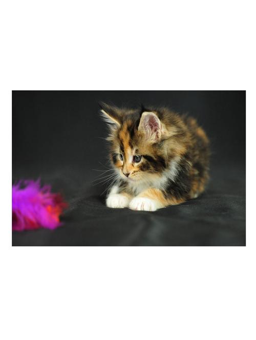 cute cat poster - 10539937 - Very Small Image - 1