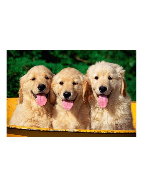 tongue sticking out puppies poster - 10539963 - Very Small Image - 1