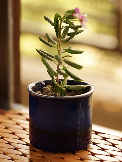dual glazed studio pottery garden & balcony planter pot in ceramic - 15224345 - Very Small Image - 1