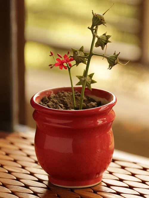 studio pottery garden & balcony planter pot in ceramic - 15224348 - Very Small Image - 1