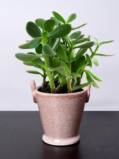 studio design ceramic hanging planter - 15325696 - Very Small Image - 1