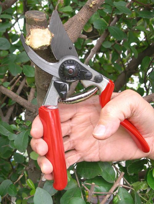 wonderland nano 07 plant shears red and silver 10.6 x 3.5 x 1.5 (in inches) - 15440974 - Very Small Image - 1