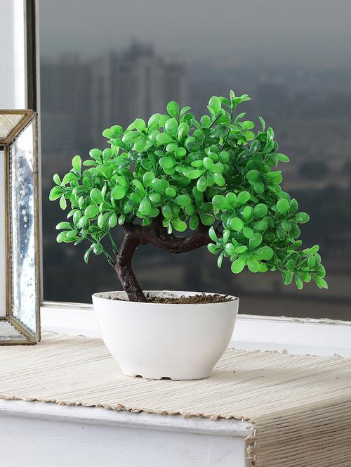 bent bonsai tree with large round green leaves |white oval shaped pot with real looking grass - 15640324 - Very Small Image - 1