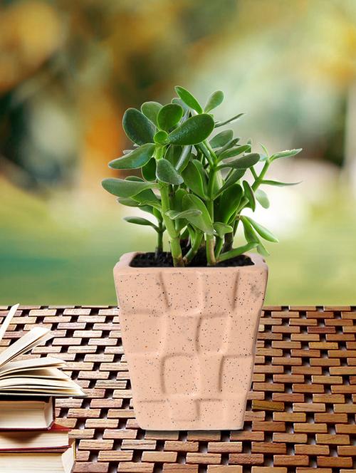 decorative planter - 15653103 - Very Small Image - 1