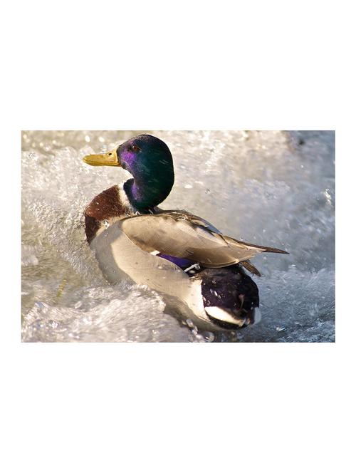 rawpockets"duck wallpaper"wall posters (paperboard,33cmx48cm) - 15732593 - Very Small Image - 1