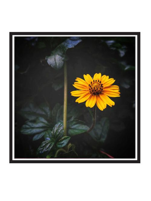 a-sun-kissed paper poster / sticker paper print  (12 inch x 12 inch, rolled) - 18522647 - Very Small Image - 1